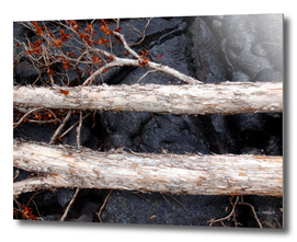 Lava Field Driftwood