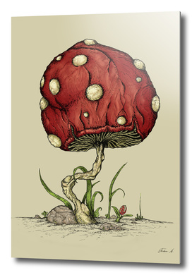 Grow Mushroom