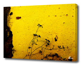 Minimal Flora  - Yellow wall and flowers
