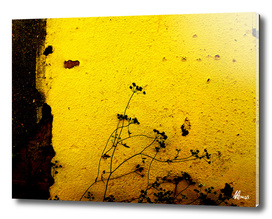 Minimal Flora  - Yellow wall and flowers