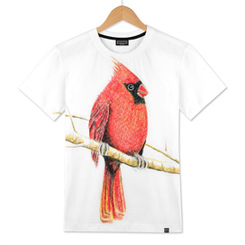 Bird: Cardinal
