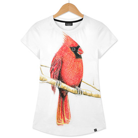 Bird: Cardinal