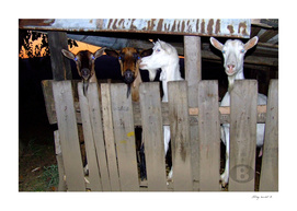 The goats B DSCF2210
