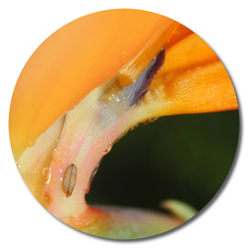 Orange Flower with Tiny Leaf Photo