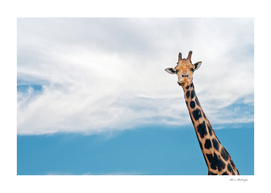 Giraffe neck and head against the clear blue sky