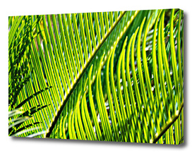 Palm Closeup