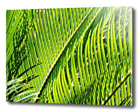 Palm Closeup