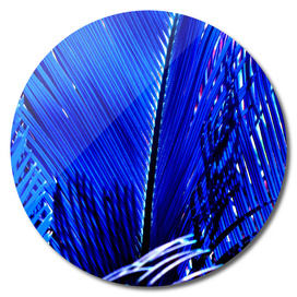 Sapphire Palm