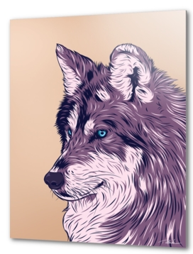 Blue eyed wolf