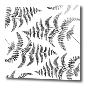 Fern pattern black and white