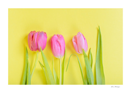 Three pink tulips on yellow