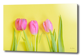 Three pink tulips on yellow