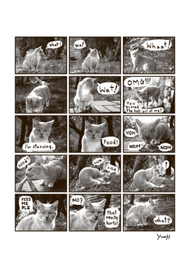 A Cat Story