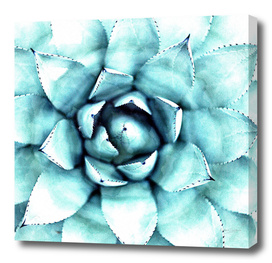 Succulent - A Watercolour Mandala