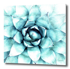 Succulent - A Watercolour Mandala