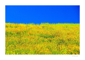 yellow poppy flower field with green leaf and clear blue sky