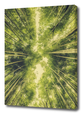 Bamboo Forest III