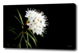 Wild Rosemary (Ledum Palustre)