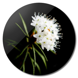 Wild Rosemary (Ledum Palustre)