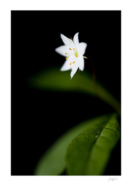Star flower (Trientalis europaea)