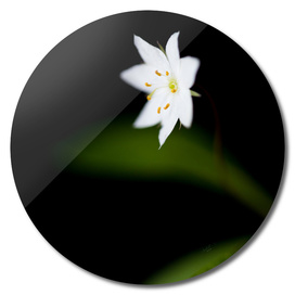 Star flower (Trientalis europaea)