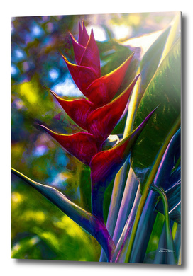 Lobster Claw Heliconia