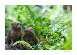 Pair of pygmy monkeys
