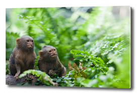 Pair of pygmy monkeys