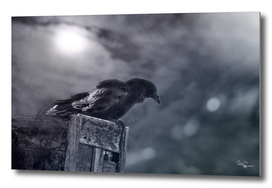 Raven Twilight