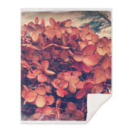 Dried Hydrangeas - Winter Bouquet