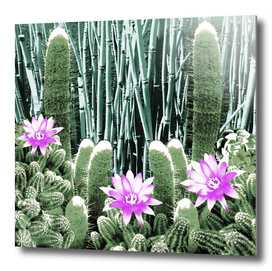 Cacti Bamboo Collage
