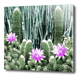 Cacti Bamboo Collage
