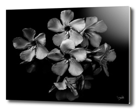 Oleander flowers in black and white