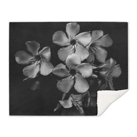 Oleander flowers in black and white