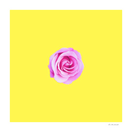 closeup pink rose with yellow background