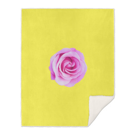 closeup pink rose with yellow background