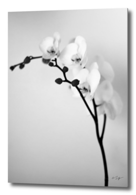 Orchid Blossom