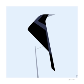 Tordo / Austral blackbird