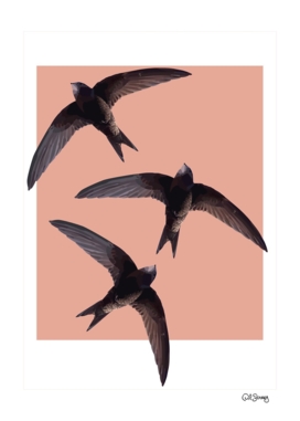 Flying  swallows