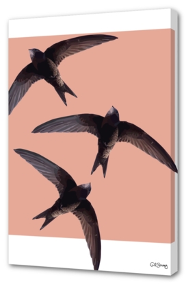 Flying  swallows