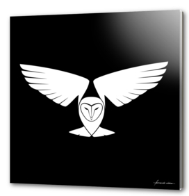 Lechuza común / Barn owl