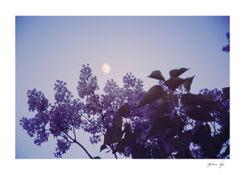 Lilac and the Moon