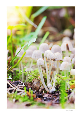 Toxic mushrooms