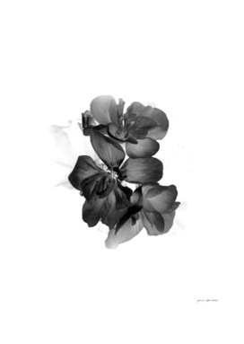 Geranium In Black and white
