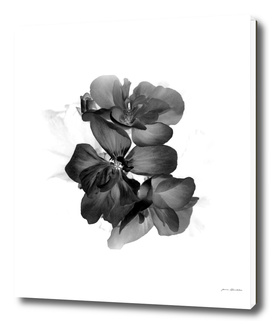 Geranium In Black and white