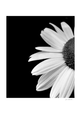 Half Daisy In Black And White