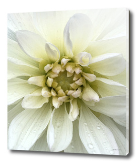 White Mountain Flower