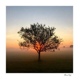 Tree at Sunrise Sunrise