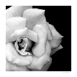 Monochrome rose