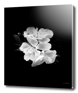 Geranium In Black And White